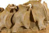Fossil Plesiosaur (Zarafasaura) Cervical Vertebrae - Morocco #334778-2